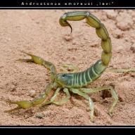 Scorpiones (Skorpione)