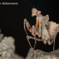 Mantodea (Fangschrecken)