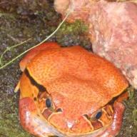 Amphibia (Amphibien)