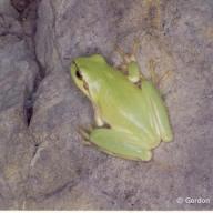 Amphibia (Amphibien)