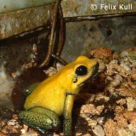 Amphibia (Amphibien)