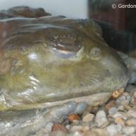 Amphibia (Amphibien)