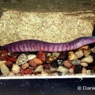 Amphibia (Amphibien)