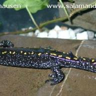 Amphibia (Amphibien)