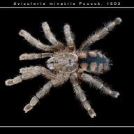 Theraphosidae (Vogelspinnen)