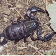 Scorpiones (Skorpione)