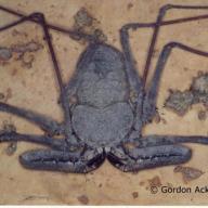 image damon-cf-annulatipes-jpg