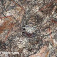 image phrynus-longipes-jpg