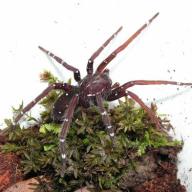 image ctenidae-sp1-jpg