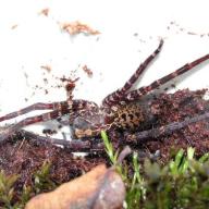 image ctenidae-sp2-jpg