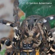 image lycosa-sp-jpg