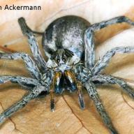 image lycosidae-jpg