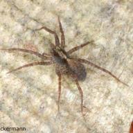 image pardosa-sp-jpg