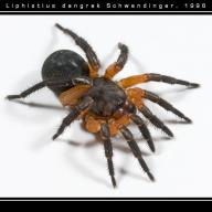 Mesothelae