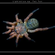 image liphistius-sp-tat-ton-jpg