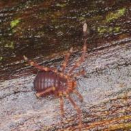 image oncopodidae-jpg