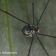 image opiliones-sp-indet-1-ex-vietnam-jpg