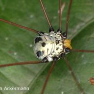 image opiliones-sp-indet-3-ex-vietnam-jpg