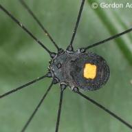image opiliones-sp-indet2-ex-vietnam-jpg