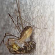 Opiliones (Weberknechte)