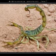 image androctonus-amoreuxi-levi-jpg