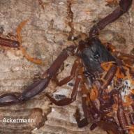 image centruroides-gracilis-jpg