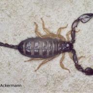 image euscorpius-sp-jpg