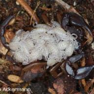 image euscorpius-sp3-jpg