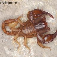 image euscorpius-tergestinus-jpg