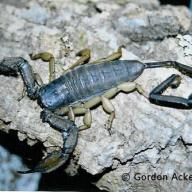 image hadogenes-cf-troglodytes-jpg