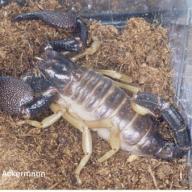 image heterometrus-xanthopus-jpg