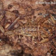 Arachnida (Spinnentiere)