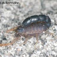 image orthochirus-innesi-jpg
