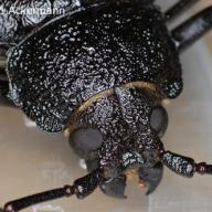 Coleoptera (Kaefer)
