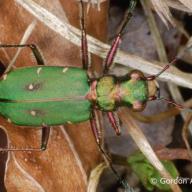 image cicindela-campestris-jpg