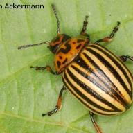 image leptinotarsa-decemlineata-jpg