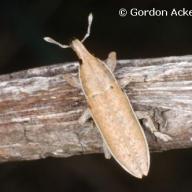 Coleoptera (Kaefer)