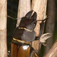 image odontolabis-femoralis-jpg