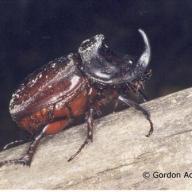 Insecta (Insekten)