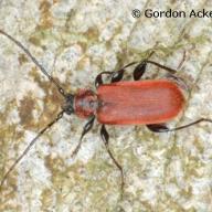 image pyrridium-sanguineum-jpg