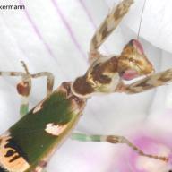 image creobroter-meleagris-jpg