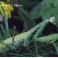 image mantis-religiosa-jpg