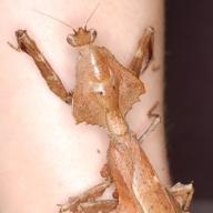 image parablepharis-kuhlii-asiatica-jpg