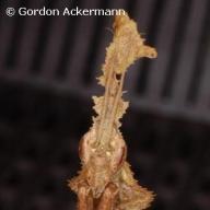 image phyllocrania-paradoxa-jpg