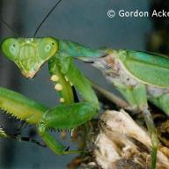 image sphodromantis-viridis-jpg