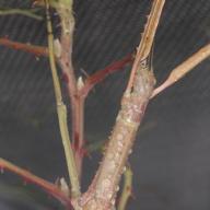image acrophylla-wuelfingi-jpg