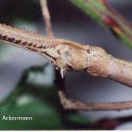 image baculum-extradentatum-jpg