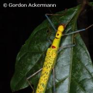 Phasmatodea (Stabheuschrecken)