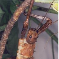 image eurycantha-calcarata-jpg