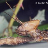 image extatosoma-tiaratum-jpg